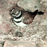 Kildeer's Nest